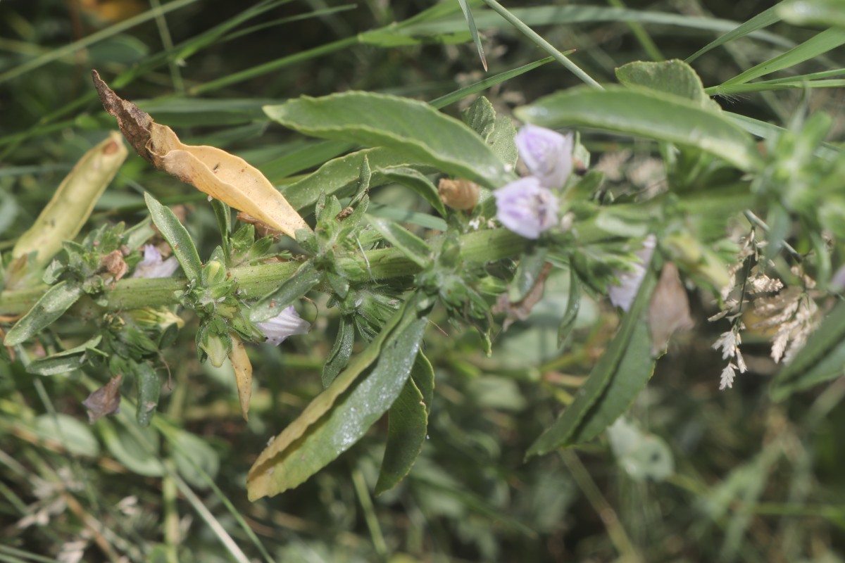 Hygrophila balsamica (L.f.) Raf.